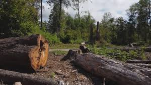 Best Tree Mulching  in Fairbanks, AK