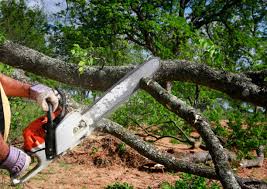 Best Stump Grinding and Removal  in Fairbanks, AK