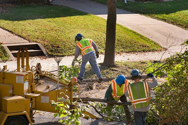 Best Tree Trimming and Pruning  in Fairbanks, AK