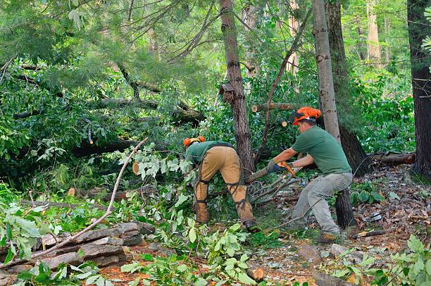 Best Fruit Tree Pruning  in Fairbanks, AK