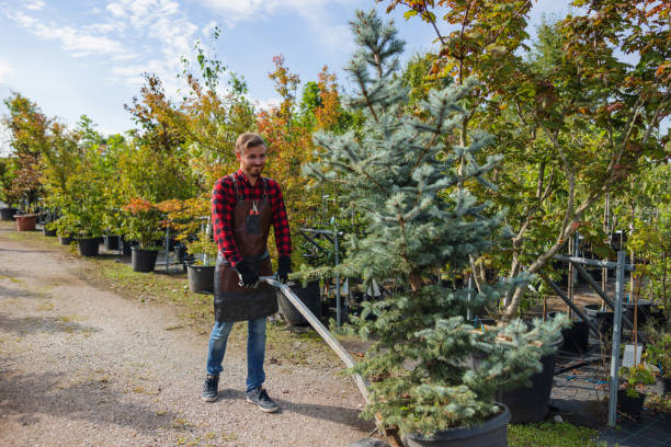 Trusted Fairbanks, AK Tree Services Experts